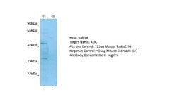 Arginine decarboxylase Rabbit anti-Human, Polyclonal, Novus Biologicals